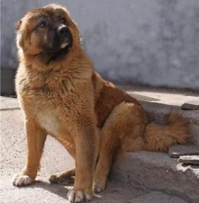 ������� ������������ ������ ���������� �������, � ���.