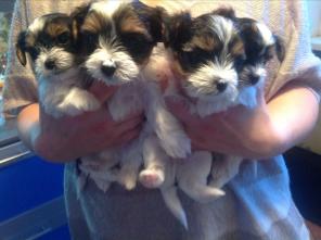 ����� ����������� ������ ����� �� �������