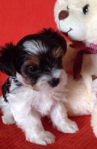 ����� ����������� ������ ����� �� �������