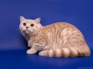 �������� ���������� �����