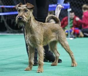 ����� ����������� �������