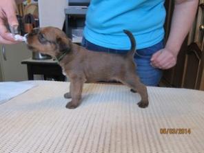 ����� ����������� �������