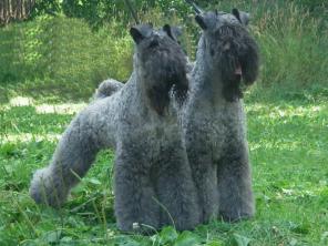 ����� ����� ��� �������