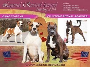 Щенки Ам.стаффа рыжего и тигрового окраса, РКФ