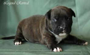 Щенки Ам.стаффа рыжего и тигрового окраса, РКФ