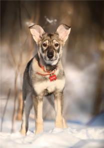 ����������� �������� ���� ���.