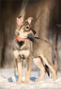 ����������� �������� ���� ���.