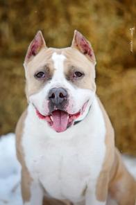 �������� �������� ����� - � ���