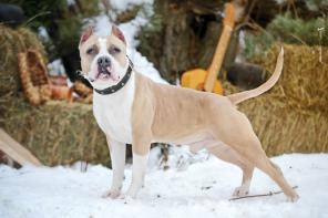 �������� �������� ����� - � ���