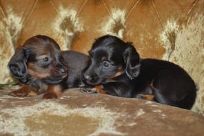 ��������� ����� ����� ��������� ��������������