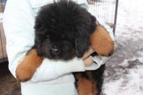 ��������� ����� ���������� �������