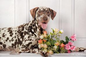 �������-���������� ���� ������� �����������