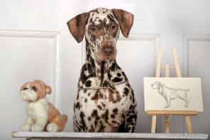 �������-���������� ���� ������� �����������