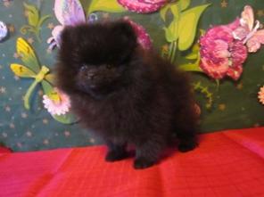 ����� ��������� �����