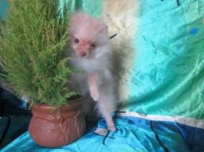 ����� ��������� �����