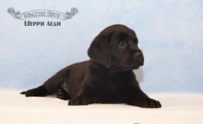 ����� ���������