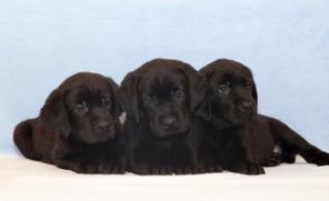 ����� ���������