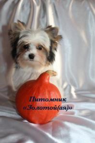 ����� ����, �����, ������  ����� ���� � ��������