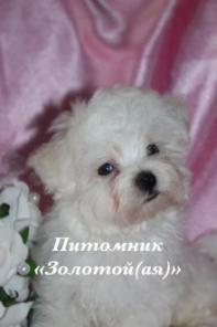 Мальтезе (мальтийская болонка) щенки мини и стандарт