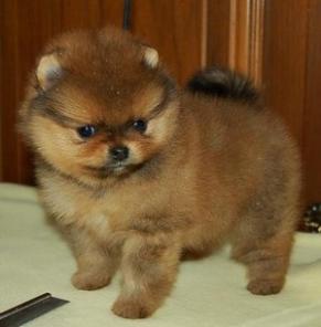 Мини Медвежата Счастья в Ваш Дом