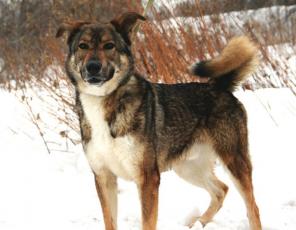 Кайгур - особенный пёс в дар.