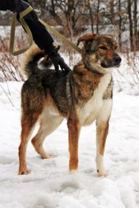 Кайгур - особенный пёс в дар.