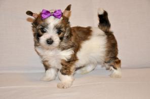 ��������� �����