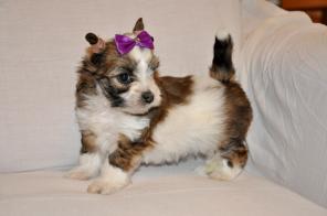 ��������� �����