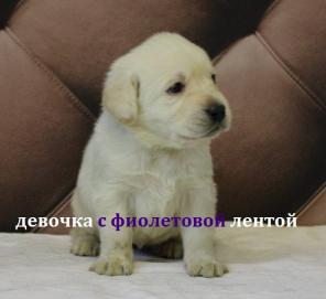 ����� ��������� ���������