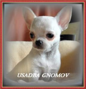 Чихуахуа щенки