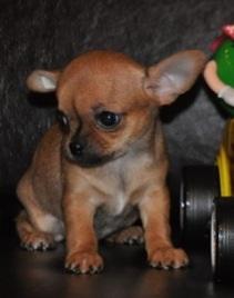 ����� ��������