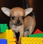 ����� ��������