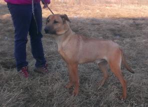 Молодой метис риджбека в дар