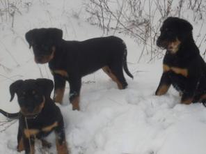 ����� ����������