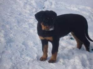 ����� ����������