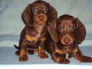 ����� ����� ����������� ������ -�������