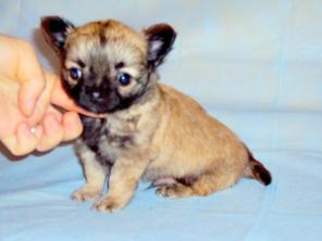 Щенок чихуахуа длинношерстный очаровательный мальчик