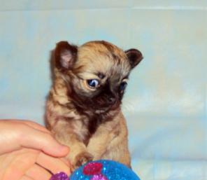 Щенок чихуахуа длинношерстный очаровательный мальчик