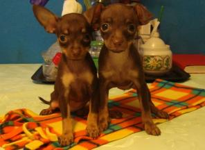 Купить щенка той-терьера, шоколадная миниатюра, девочка, РКФ.