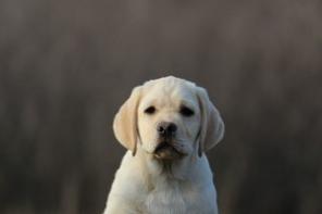 ����� ��������� ���� ������� �� ���������