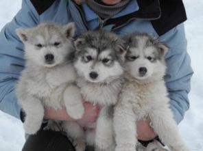 ��������� ����� ��������� �����.