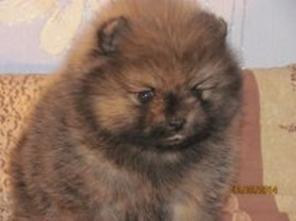 ����������� ���� (����������)