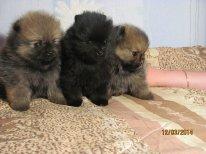 ����������� ���� (����������)