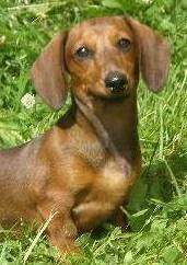 Весенняя вязка такс