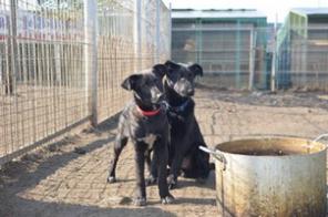 ����� �����, � ������ ���� 4 ������