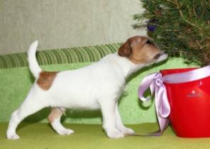 �������������� ����� ������ ������ �������