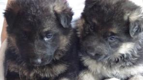 �� �������� ������  ����� �������� �������.