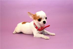 ����� ��������