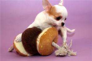 ����� ��������