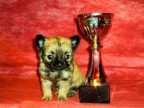 ����� ��������- �������������� �������������� �������